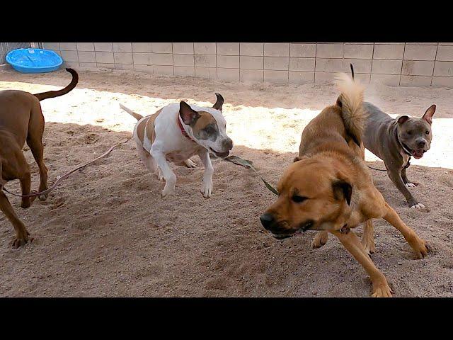 Dogs playing: Episode 30