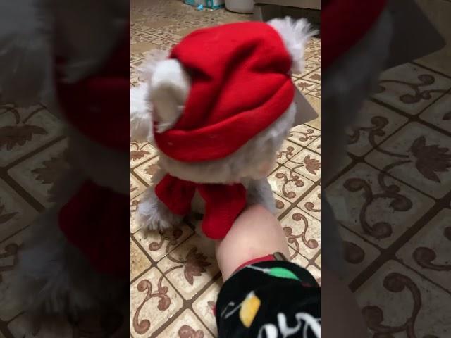 Dancing Christmas Cat!