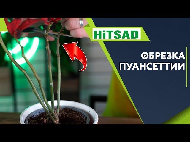 Как обрезать Пуансеттию ️ Уход за пуансеттией