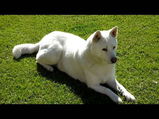 Korean White Jindo - Guarding Posture [HD]