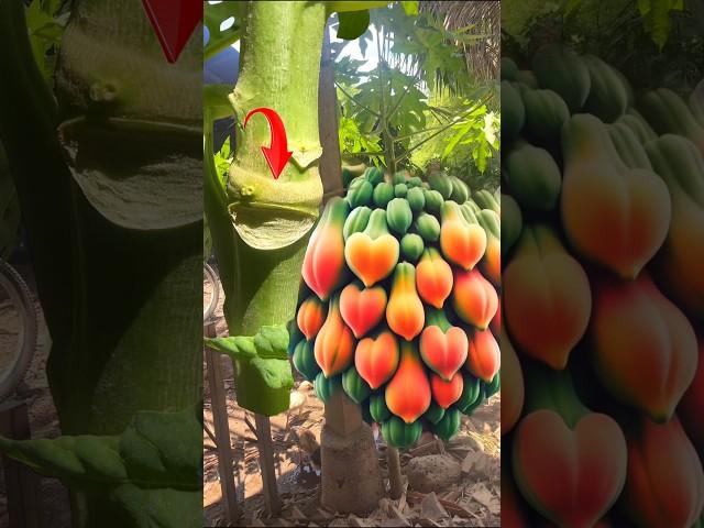 How to make papaya tree