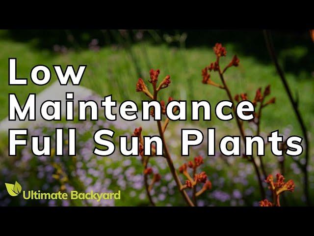 Low Maintenance Full Sun Plants for Australian Gardens