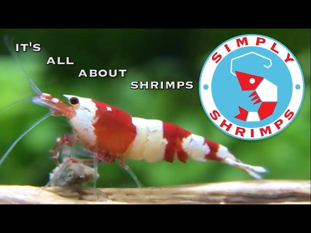 ONE HOUR OF [Simply Shrimps] INTRO