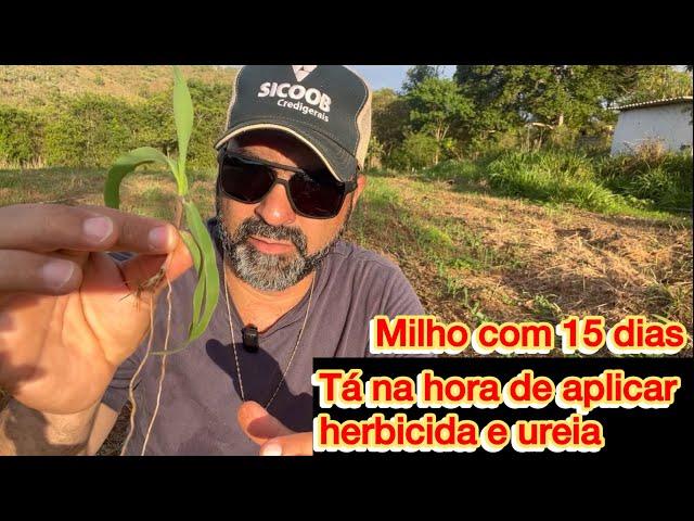 O QUE FAZER NO MILHO COM 15 DIAS DE PLANTADO.