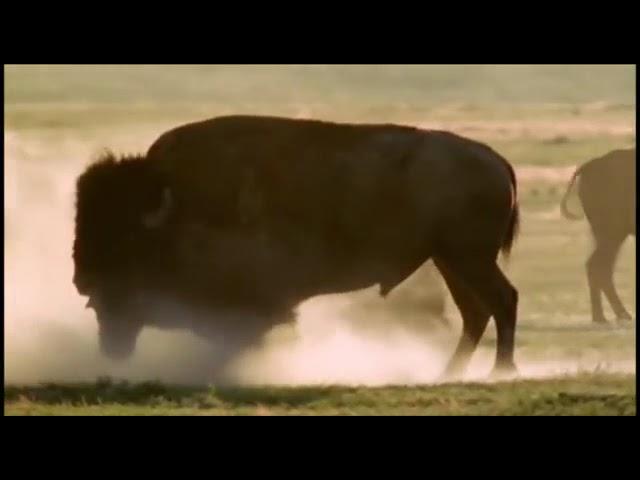 The American Bison