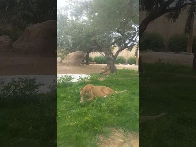 Most Visiting Place In UAE Al Ain Zoo| RS Dhami | Ram Lion | Social Awareness | DubaiNepaliTube 2023