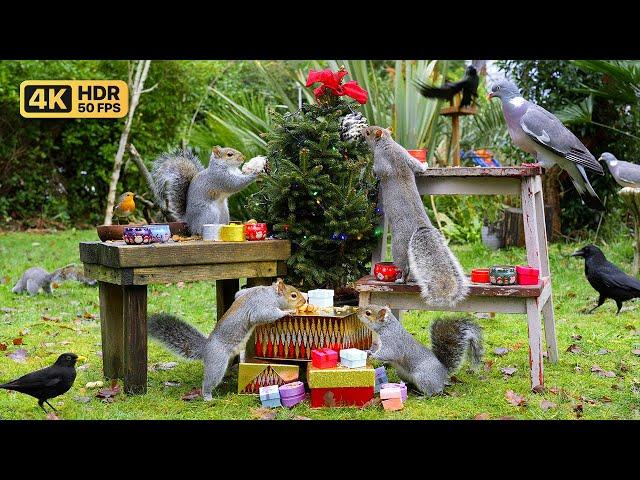 [NO ADS] Cat TV Christmas  Festive Birds and Cute Squirrels  Holidays TV for Cats to Watch