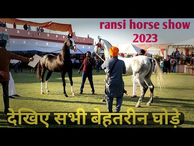 Marwari horse ||देखिए सभी बेहतरीन घोड़े।Ransi Horse Show 2023. Stallion Category Competition.