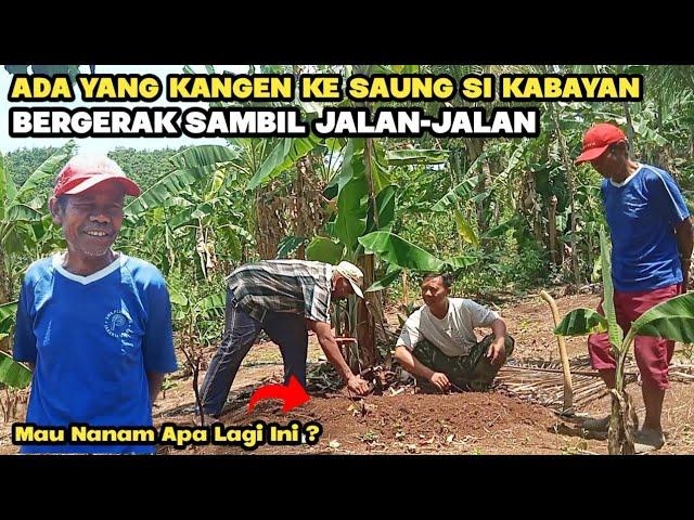 Ada Benih Baru Yang Ditanam Di Kebunnya Abah Unang | Abah Oleh Mau Nanam Juga