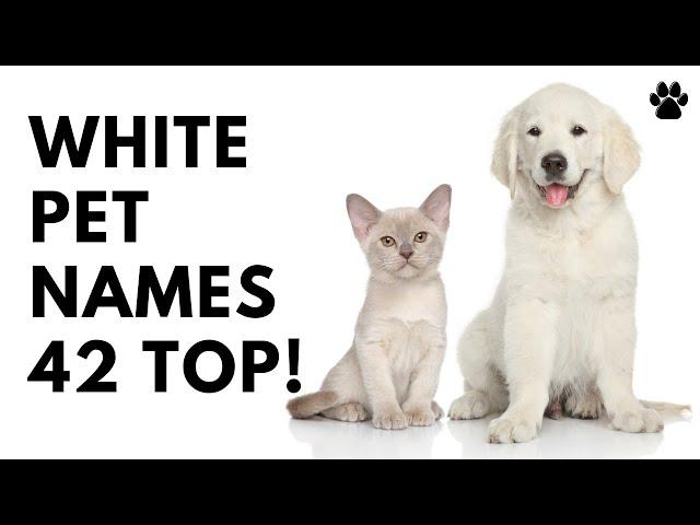  White Pet Names  42 TOP  CUTE  BEST Ideas | Names