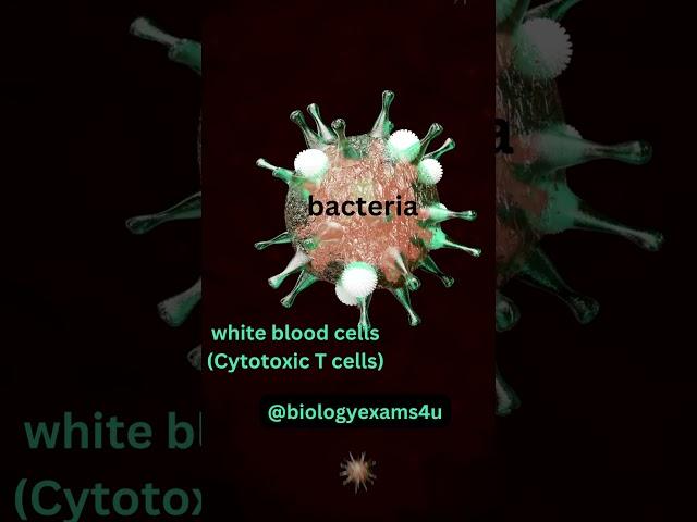 WBC killing Bacteria #Immunology #biologyexams4u