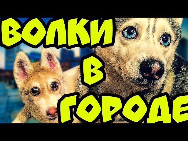 ВОЛКИ В ГОРОДЕ | ПРЕМЬЕРА КЛИПА | 200К ПОДПИСЧИКОВ | Хаски Бандит feat Mister Booble.