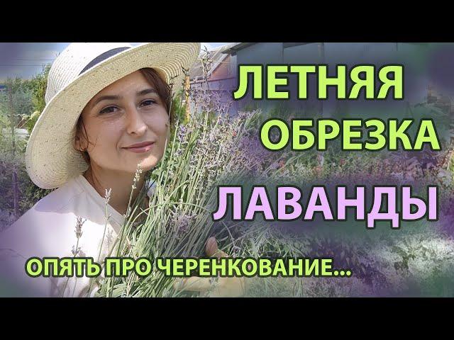 Лаванда. Летняя обрезка сразу после цветения - важная часть ухода. Черенкование