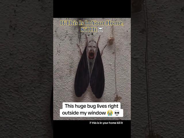 If This Is In Your Home, KiII It ️ #creepy