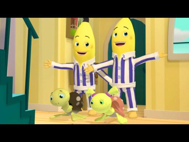 The Bananas Adopt Turtles! | Bananas in Pyjamas Season 1 | Full Episodes | Bananas in Pyjamas