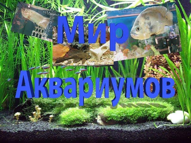 Мир Аквариумов /World Of Aquariums