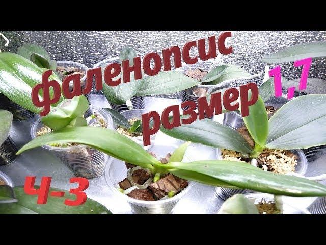 Тут живут орхидеи 1,7.  Орхидеи выращивание на стеллаже. Ч. 3