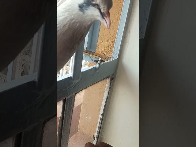 Racing Pigeons With Rice Grains