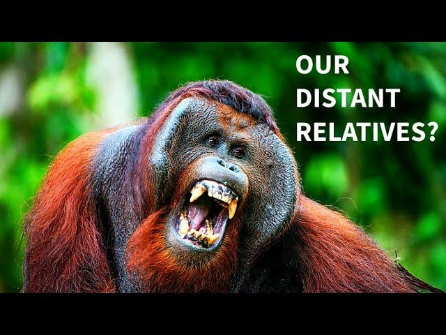 A Glimpse into the Lives of Sumatran Orangutans