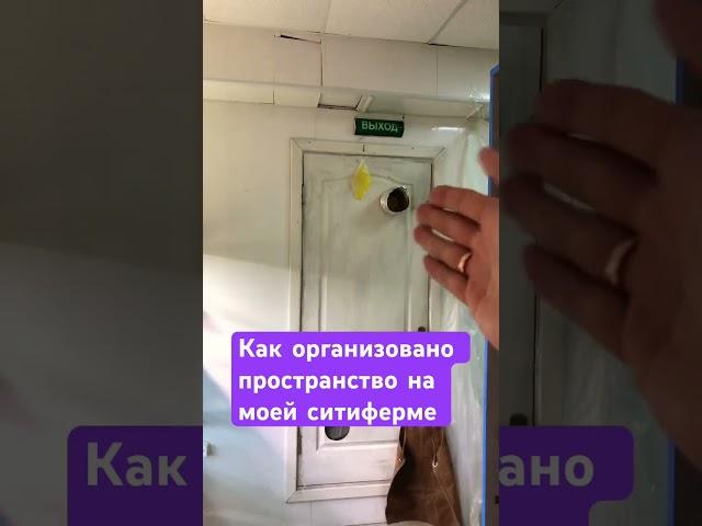 Организация пространства ситифермы #даогрин #ситиферма #микрозелень #съедобныецветы
