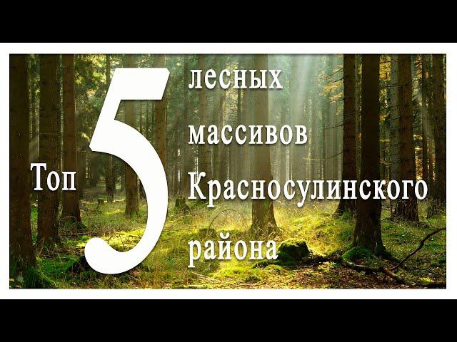 Топ 5 лесных массивов Красносулинского района