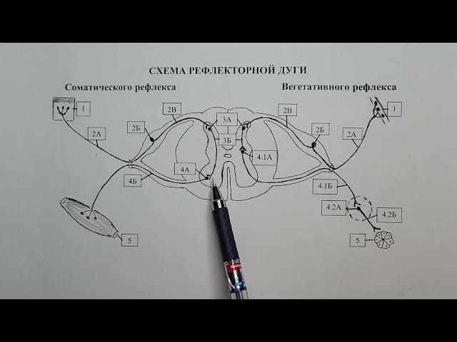 Всё о рефлекторной дуге в одном видео. Разбор и решение задач.