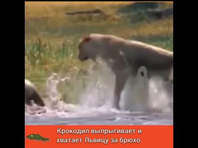 МОРДА КРОКОДИЛЬЯ ХВАТАЕТ ЛЬВИЦУ за ... БРЮХО