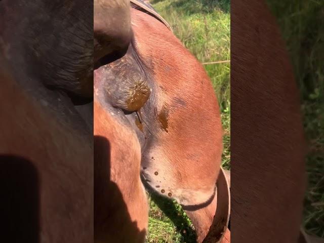 Horse pooping 