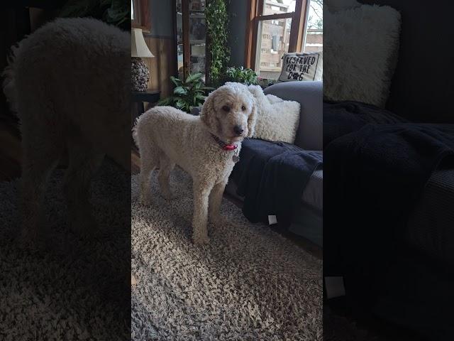 Artie being Artie  #standardpoodle #poodle #dogs #spoo #thinking #walk #outside #love