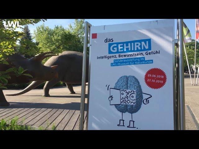 LWL-Kultur: "Das Gehirn" - Ausstellung im LWL-Museum für Naturkunde in Münster