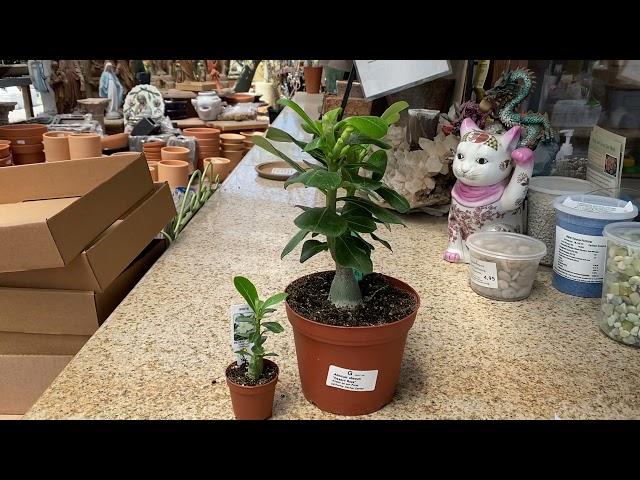 Adenium obesum "Desert Rose"  White flower