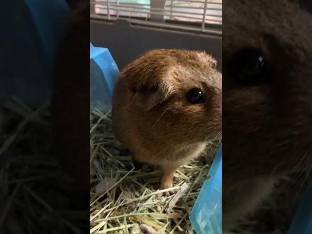 What Do Guinea Pigs Sound Like? Cute Guinea Pig noises! Coco’s cute squeaks and wheeks!