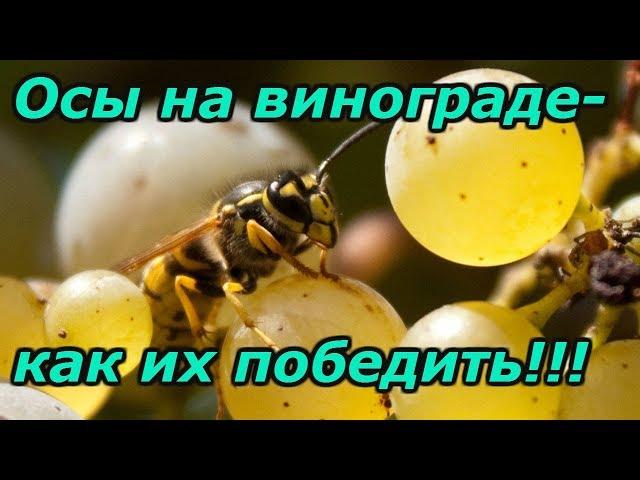 НАДЁЖНАЯ ЗАЩИТА ВИНОГРАДА ОТ ОС!