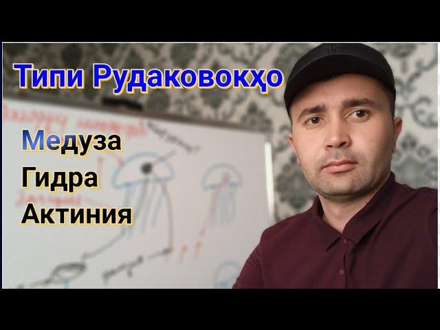 Типи Рудаковокҳо.| Медуза, гидра, актиния