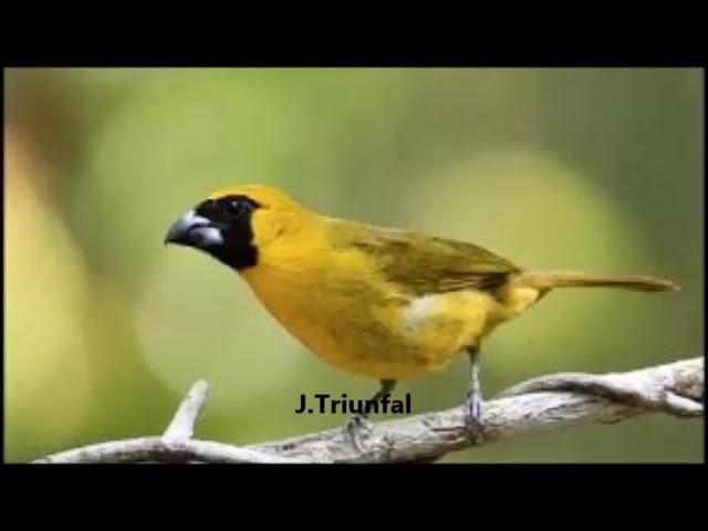 PÁSSARO  FURRIEL (Caryothraustes canadensis) (Yellow green Grosbeak) #jtriunfal