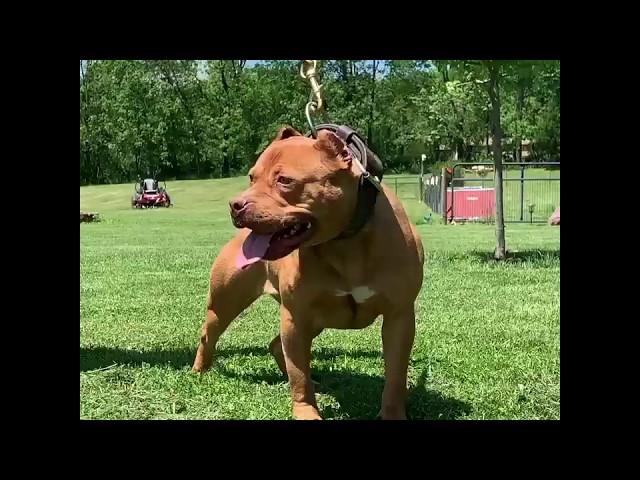 Crakks kryptonite of Devilsden     ( female Pit bull )