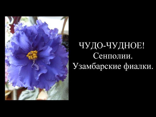 Фиалки -ЧУДО-ЧУДНОЕ! Сенполии.Узамбарские фиалки.