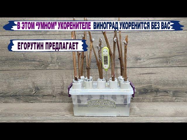Укоренение на воде! Новый "УМНЫЙ" УКОРЕНИТЕЛЬ черенков винограда для ЛЕНИВЫХ и ЗАНЯТЫХ виноградарей