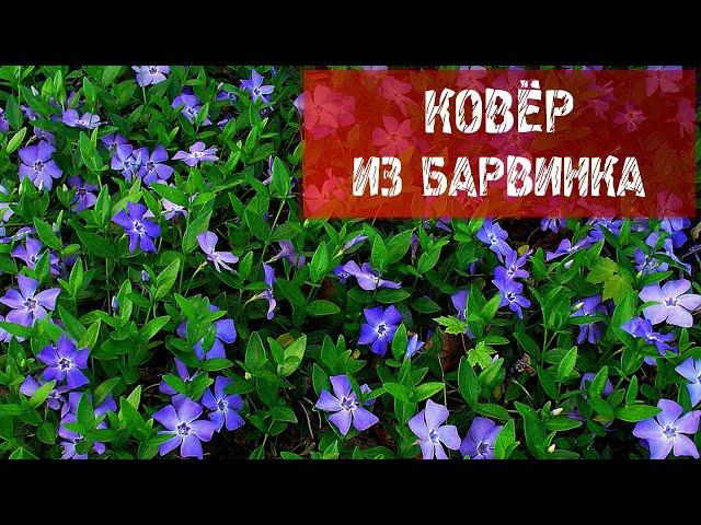 КОВЁР ИЗ БАРВИНКА