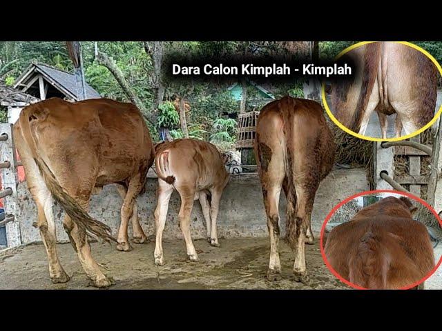 Sapi Dara Punggung Lebar Dan Ambing Calon Kimplah - Kimplah