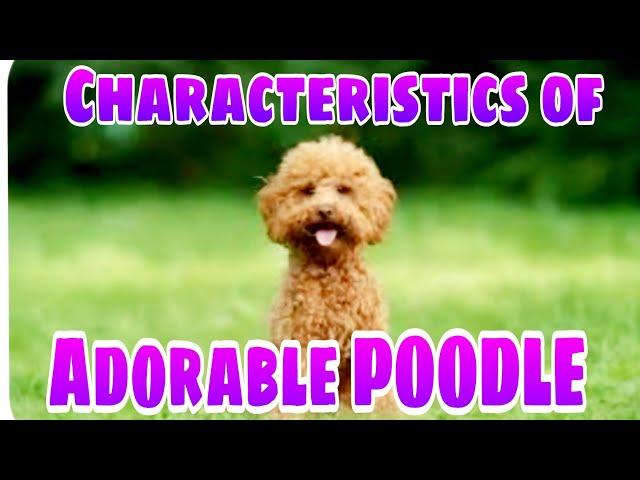 🟣🟣UNIQUE CHARACTERISTICS OF ADORABLE POODLE DOG....