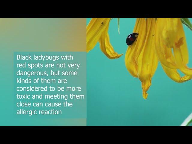 Nature's Surprises: Black Ladybug with Red Spots Insects Species