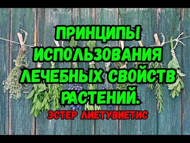 6. Принципы использования лечебных свойств растений. Эстер Лиетувиетис