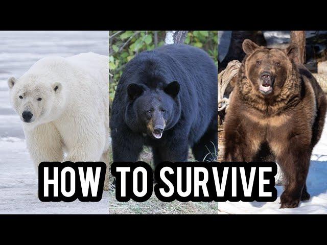 How to Survive a Bear Attack!