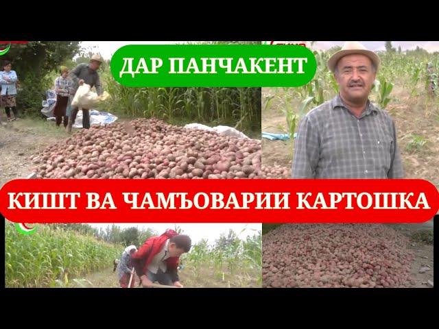 Кишт ва чамъоварии картошка дар Панчакент