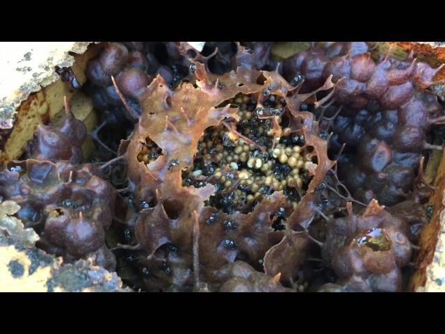 Types of stingless bees 