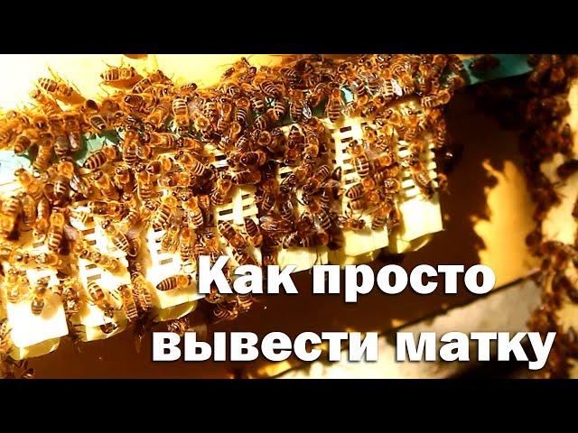 Простейший способ вывода маток для небольших пасек.