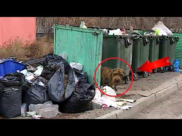 Он неделями рылся у помоек оглядывая людей НО ПОМОГАТЬ ЕМУ НИКТО НЕ ХОТЕЛ