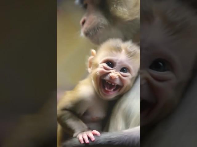 Baby Monkey Gets Too Excited in Mom’s Arms!