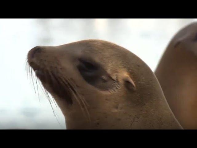 Man caught on camera harassing sea lions in Monterey